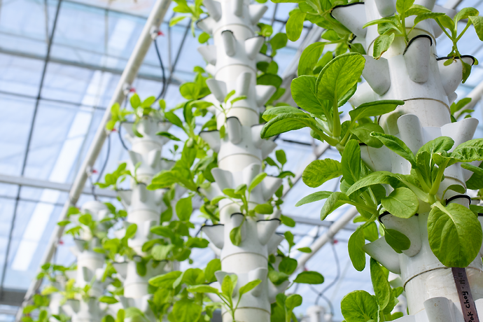 ADQ’s AgTech Park begins its sustainable agriculture journey with vertical farming project