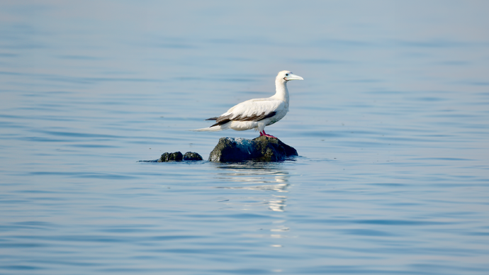 Environment Agency – Abu Dhabi reports rare red-footed booby bird sighting on Qarnain Island, Al Dhafra Region