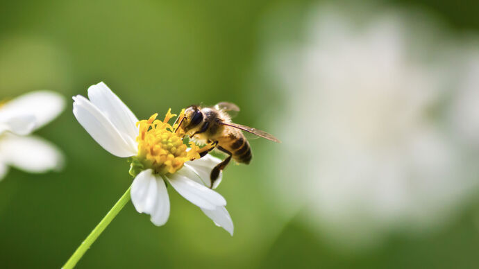 بمناسبة اليوم العالمي للنحل 2024.. هيئة أبوظبي للزراعة والسلامة الغذائية تستعرض جهودها في دعم تطوير سلالة النحل الإماراتية