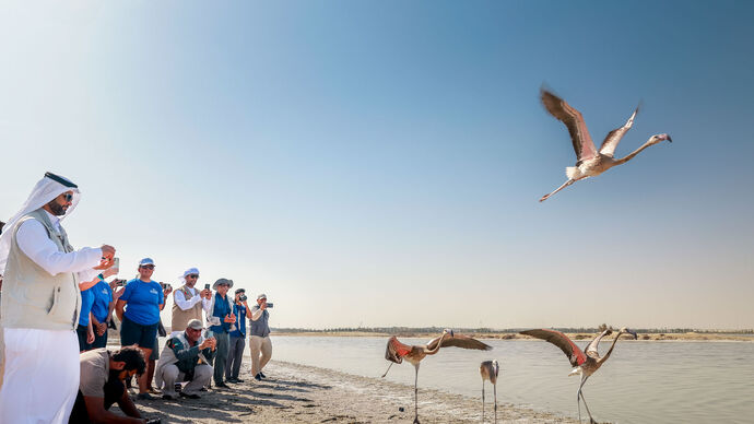 Environment Agency – Abu Dhabi and The Yas SeaWorld Research &amp; Rescue Center rehabilitates and releases 10 greater flamingos back to Al Wathba Wetland Reserve