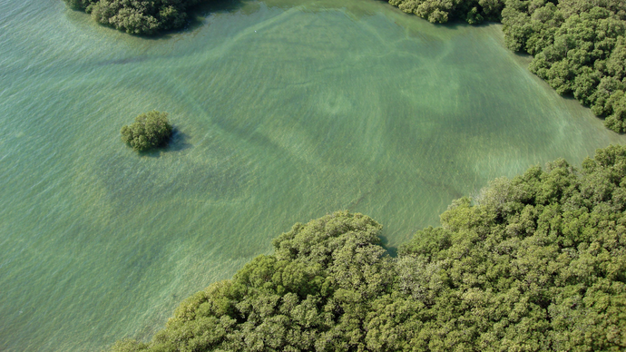 Environment Agency – Abu Dhabi in partnership with Ministry of Climate Change and Environment and Emirates Nature–WWF launch Guidelines for Mangrove Restoration in the UAE publication