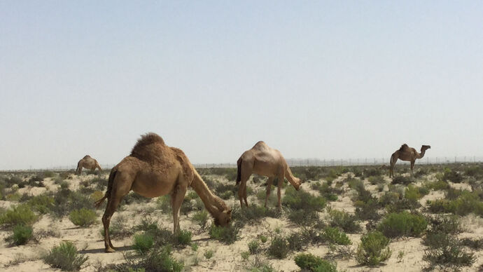 Environment Agency – Abu Dhabi reveals emirate’s 2024 grazing season to run 15 May until 15 October