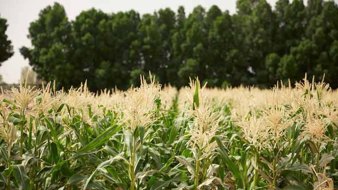 3rd Sheikh Mansour bin Zayed Agricultural Excellence Award opens registration until 15 November 2024