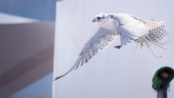 Under the directives of Hamdan bin Zayed, Abu Dhabi International Hunting and Equestrian Exhibition badge for falcons launches at 21st edition of event