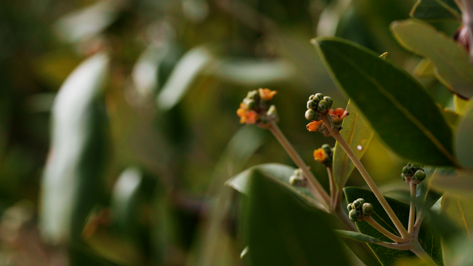 In line with the Year of Sustainability, Environment Agency – Abu Dhabi to host world’s first International Mangroves Conservation and Restoration Conference