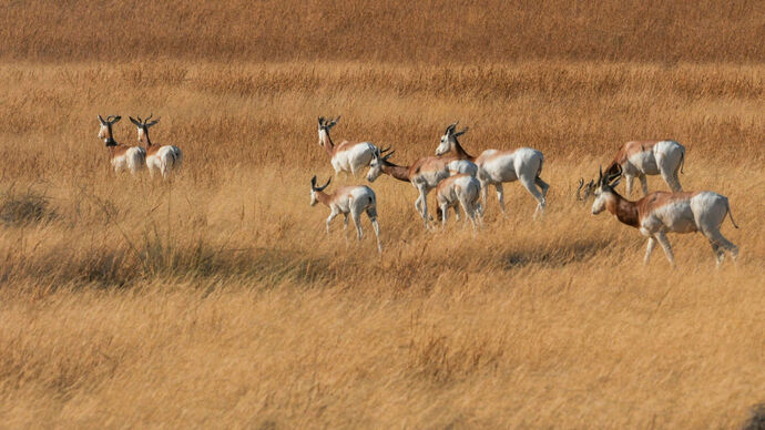 Environment Agency – Abu Dhabi supporting reintroduction of endangered dama gazelles in Chad