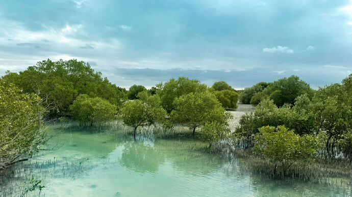 Ghars Al Emarat Initiative successfully plants 10 mangrove trees for every visitor to COP28 UAE